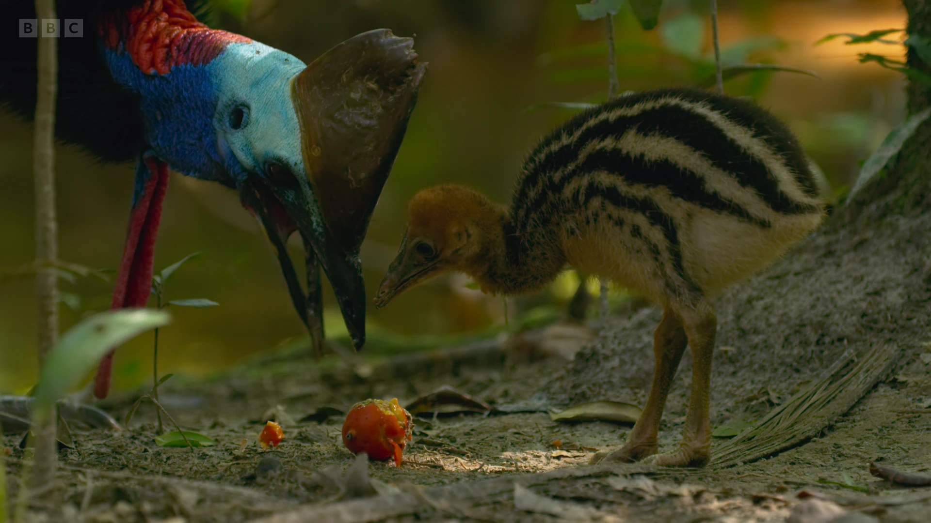 Southern cassowary (Casuarius casuarius) as shown in Seven Worlds, One Planet - Australia